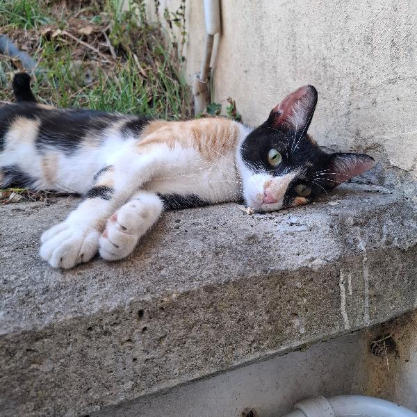 Mascherina, Gattina Calicò 1 Anno E Mezzo – Dolcissima E Coccolona